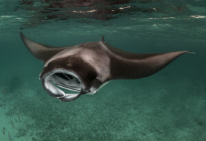 En Reef Manta Ray kommer direkte imod fotografen